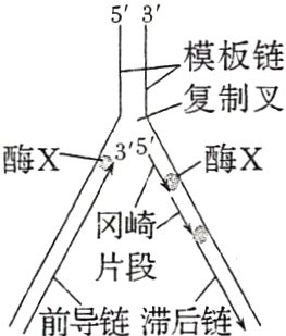片段前导链滞后链
