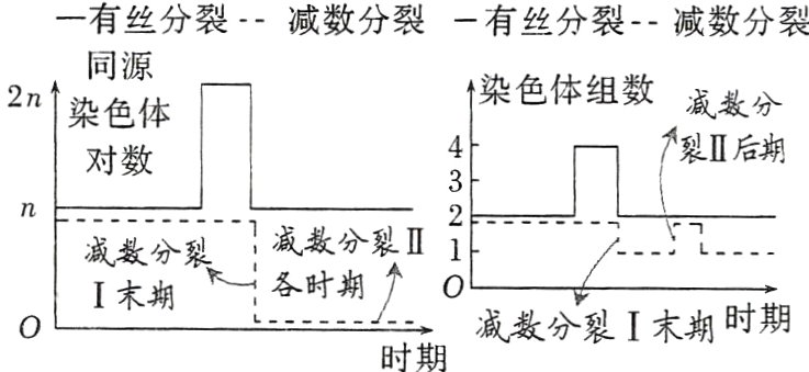 减数分裂I末期时期时期