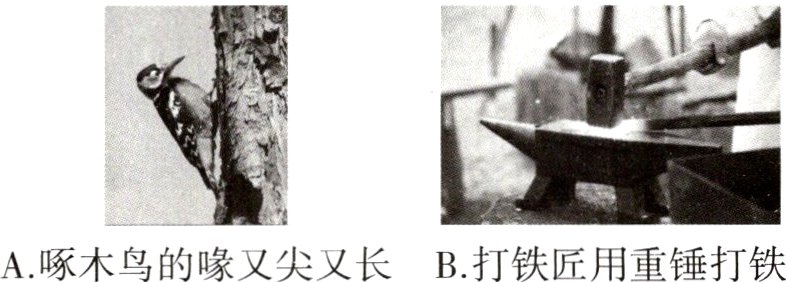 A啄木鸟的喙又尖又长B打铁匠用重锤打铁