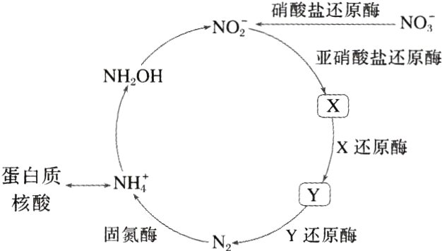 核酸固氮酶Y还原酶