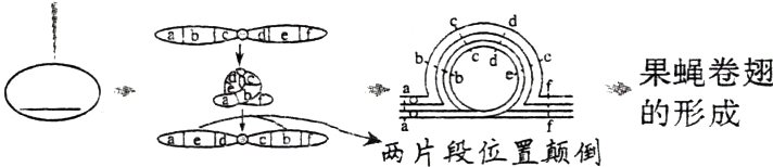 的形成两片段位置倒
