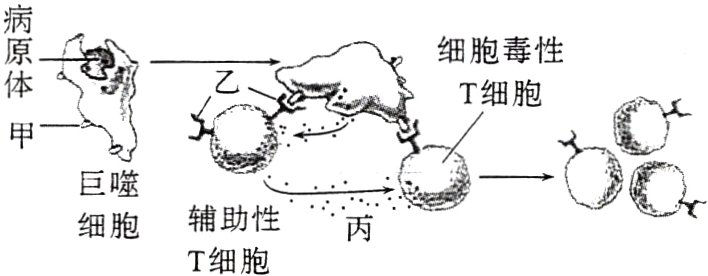 辅助性细胞丙T细胞