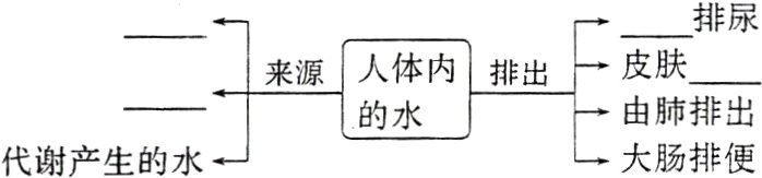 由肺排出的水大肠排便代谢产生的水