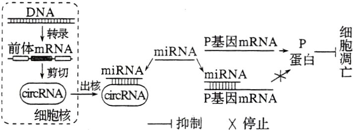 细胞核抑制停止