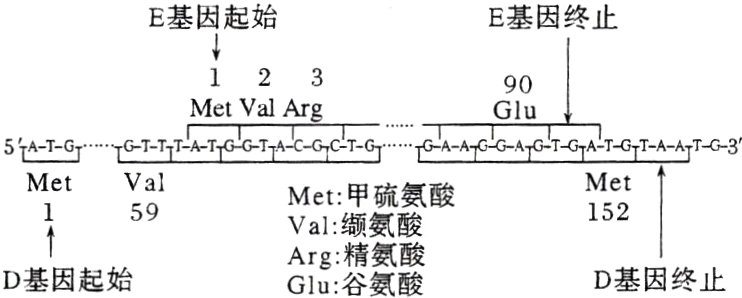 D基因终止D基因起始Glu谷氨酸