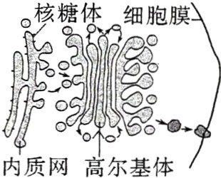 内质网高尔基体