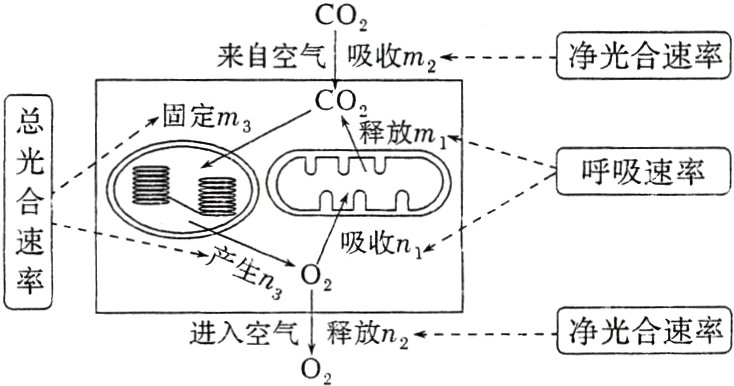 净光合速率进入空气释放n2O2