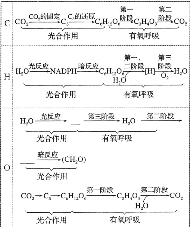有氧呼吸光合作用