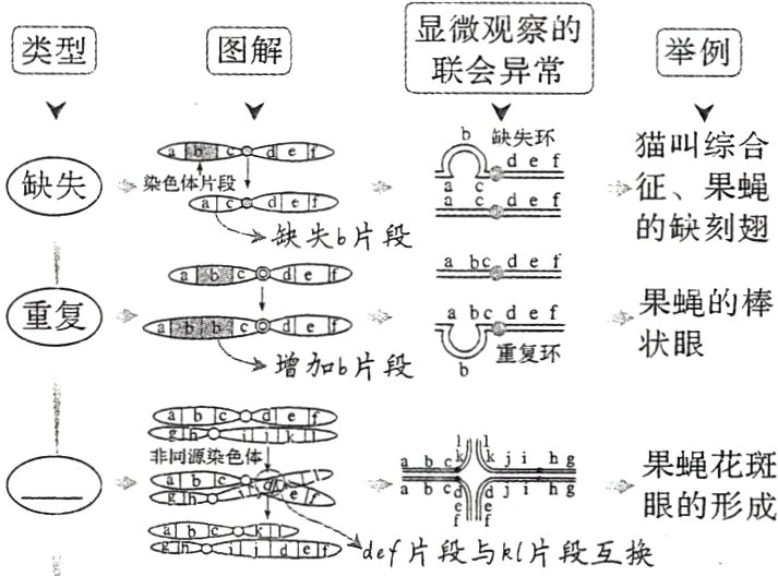 f眼的形成def片段与kl片段互换