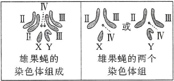 染色体组染色体组成