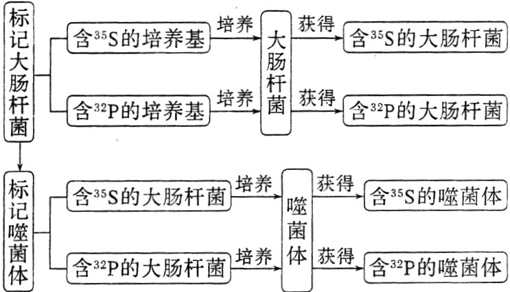 体获得含32P的大肠杆菌培养含32P的噬菌体