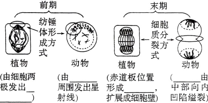 中部向内极发出周围发出星形成扩展成细胞壁凹陷缢裂射线