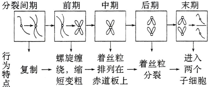 两个复制绕缩排列在分裂子细胞短变粗赤道板上