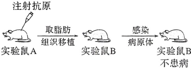 实验鼠A实验鼠B实验鼠B不患病
