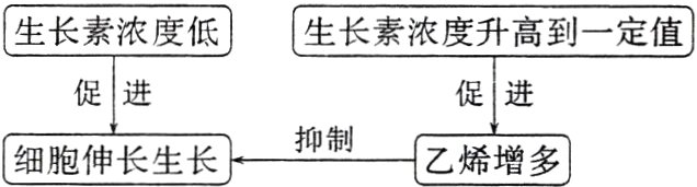 抑制乙烯增多细胞伸长生长