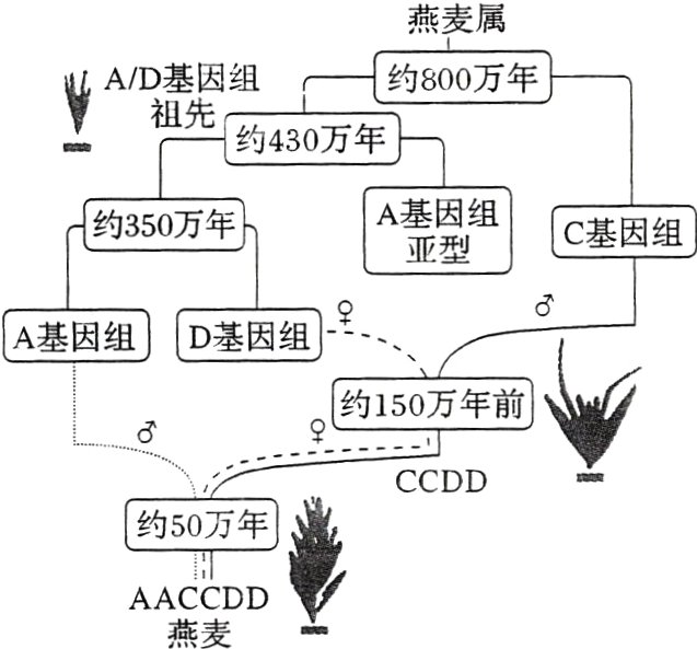AACCDD燕麦