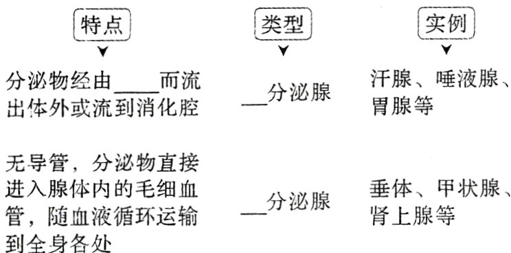 肾上腺等管随血液循环运输到全身各处