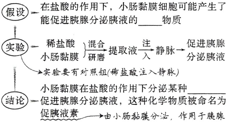 促胰液素由小肠黏膜分泌作用于胰腺
