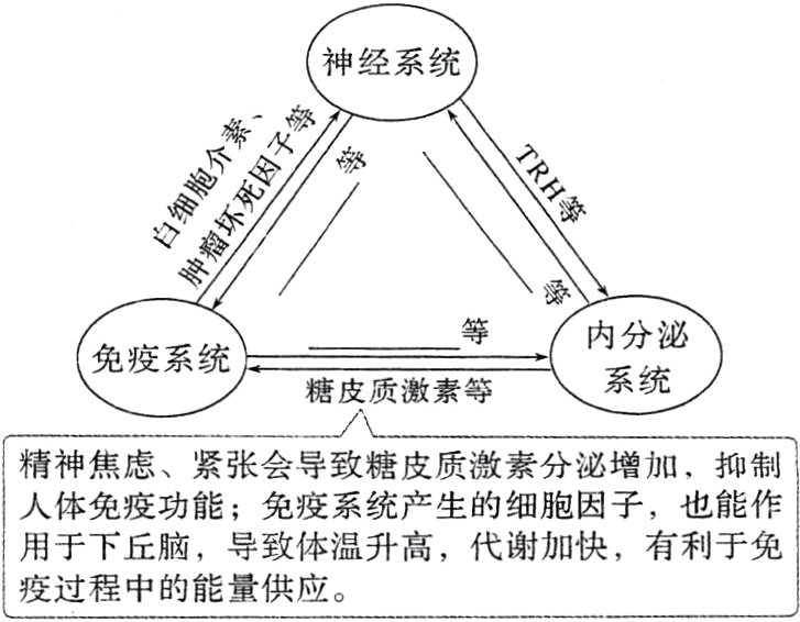 疫过程中的能量供应