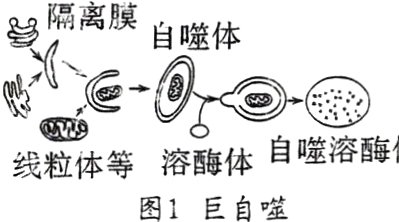 溶酶体自噬溶酶线粒体等图1巨自噬