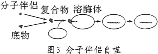 底物图3分子伴侣自噬