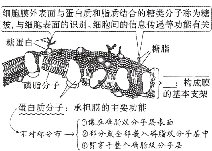 部分或全部嵌入磷脂双分子层中不对称分布一贯穿于整个磷脂双分子层