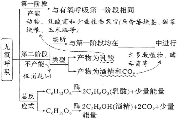 应式酶2CHsOH酒精2CO2少量CH1206能量