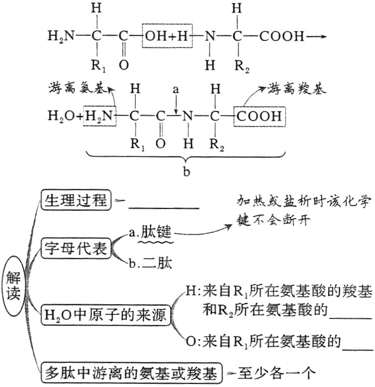 多肽中游离的氨基或羧基至少各一个