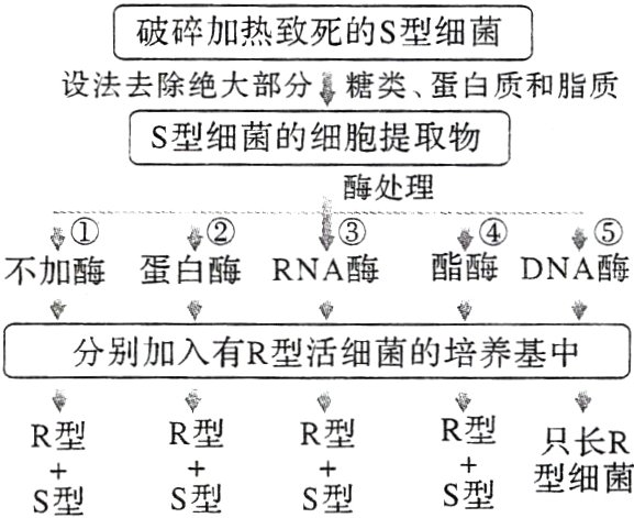 RS型型细菌S型S型S型