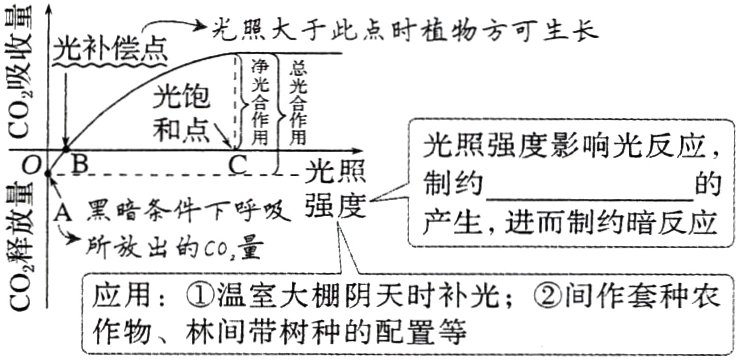 应用温室大棚阴天时补光间作套种农作物林间带树种的配置等