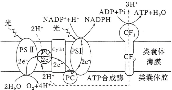 PCATP合成酶类囊体腔2HHOO4H