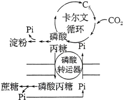 蔗糖磷酸丙糖P