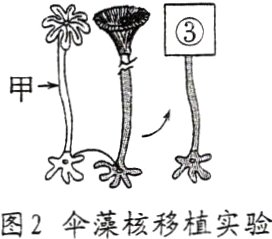 图2伞藻核移植实验