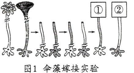 图1伞藻嫁接实验