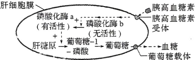 葡萄糖肝糖原血糖葡萄糖载体