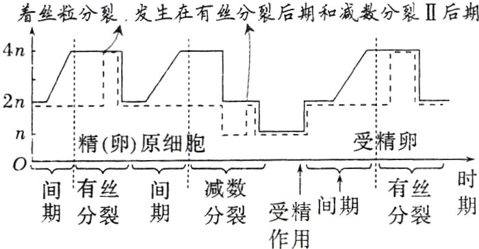 受精间期期分裂期分裂分裂作用