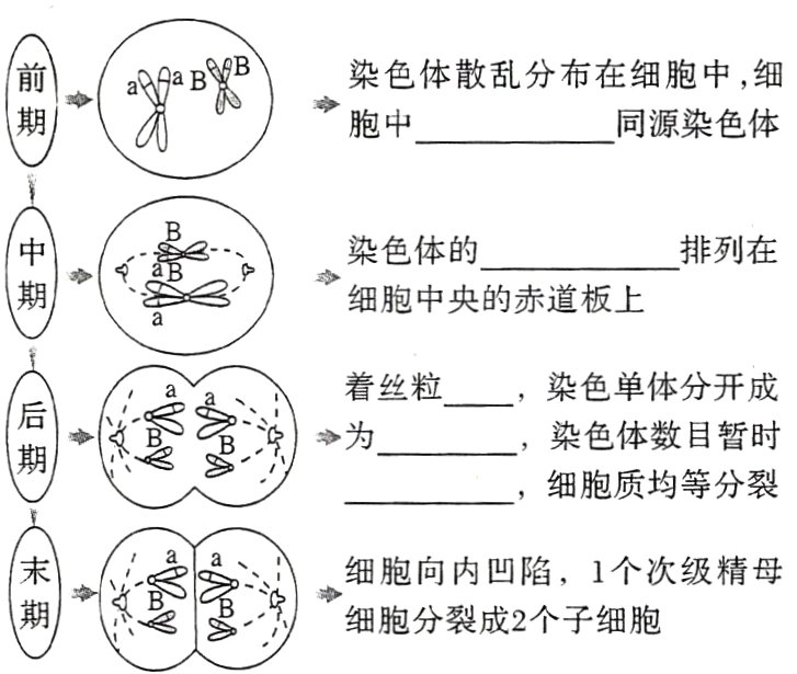 细胞分裂成2个子细胞