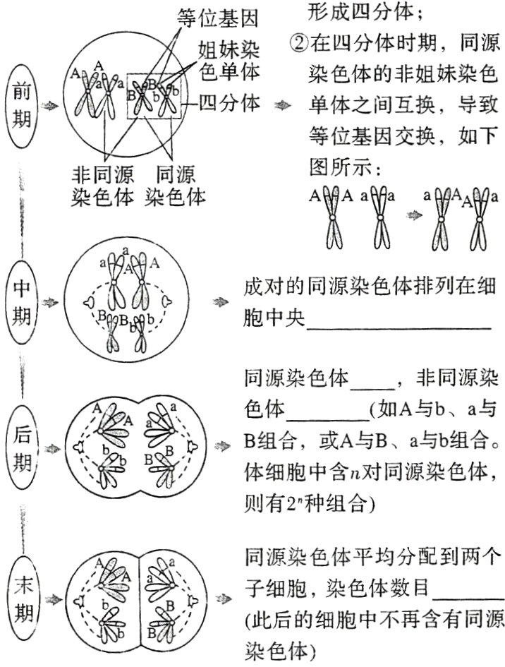 此后的细胞中不再含有同源染色体