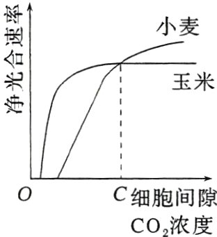 C细胞间隙CO2浓度