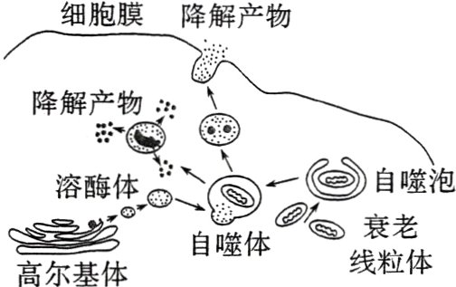 自噬体线粒体高尔基体