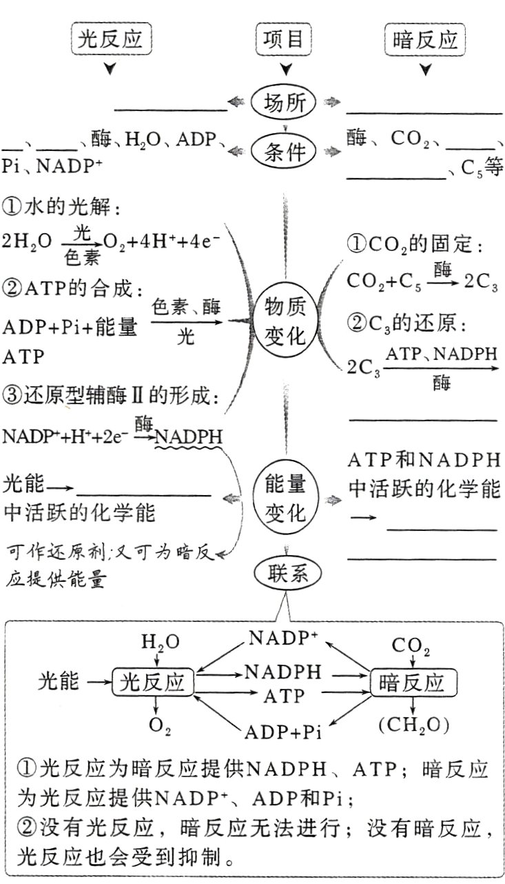 光反应也会受到抑制