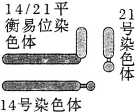 14号染色体