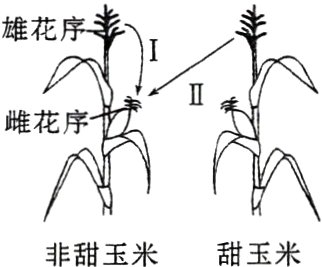 非甜玉米甜玉米
