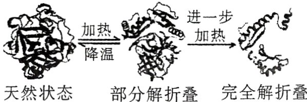 完全解折叠天然状态部分解折叠