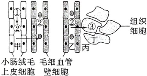 小肠绒毛毛细血管上皮细胞壁细胞