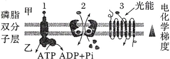 化嚣度子层ATPADPPi