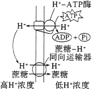 煎糖高H浓度低H浓度