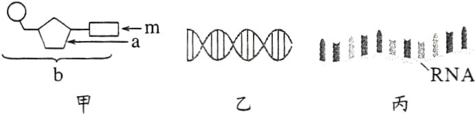 RNA