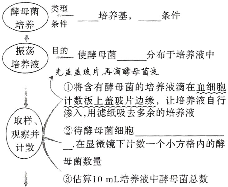 估算10mL培养液中酵母菌总数