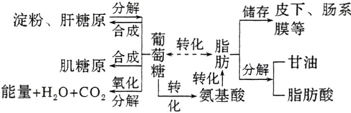 氧化转氨基酸能量H2OCO2分解脂肪酸